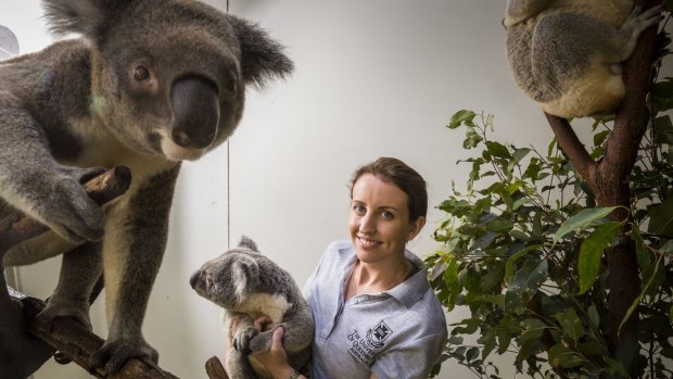 Bridie Schultz with Romeo the koala and other captive koalas at Dreamworld.