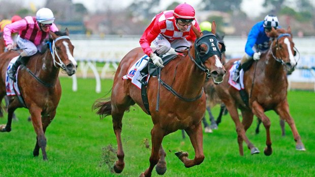 Minor shock: Dwayne Dunn guides Miss Promiscuity home in the Sir John Monash Stakes. 