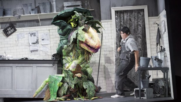 Brent Hill stars as Seymour Krelborn and provides the voice of people-eating plant Audrey II in Little Shop of Horrors.