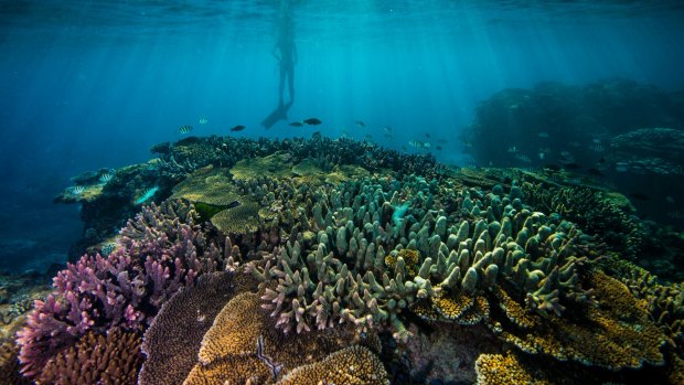 The report calculated the reef was worth $56 billion.