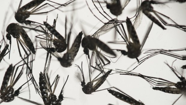 The Aedes aegypti mosquito is responsible for transmitting Dengue Fever and Zika.