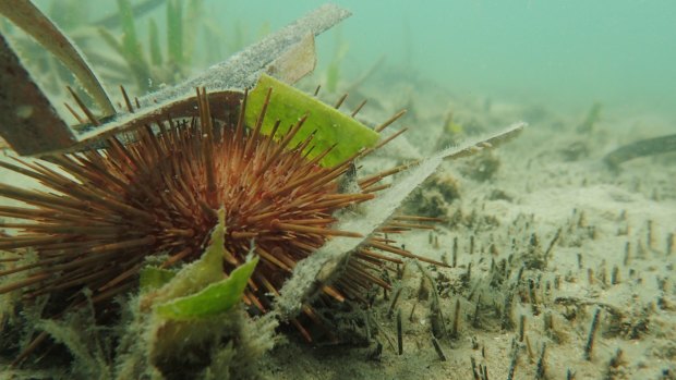 Purple urchin outbreak in Nooramunga Marine Park. "They'll keep on eating until there is nothing left.''