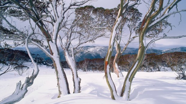 Snow-covered gums help define our alpine scenery.