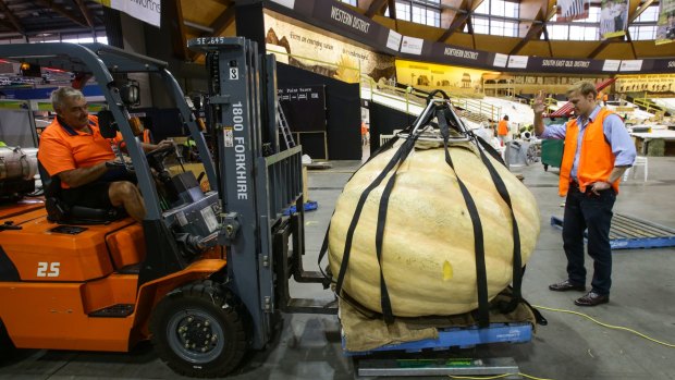 The 728-kilogram pumpkin arrives at the produce display at the Easter Show. 