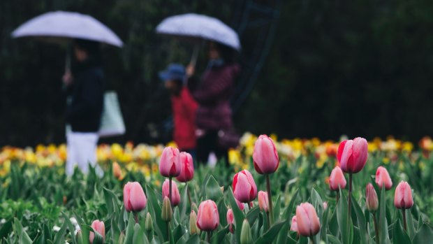 Armed with umbrellas, Floriade visitors admire the tulips on Sunday morning.