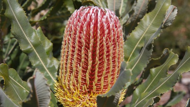 Banksia at Bold Park, one of the areas of remnant woodland. 