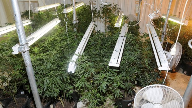 Cannabis plants allegedly found by police in a property north-west of Taree, NSW.