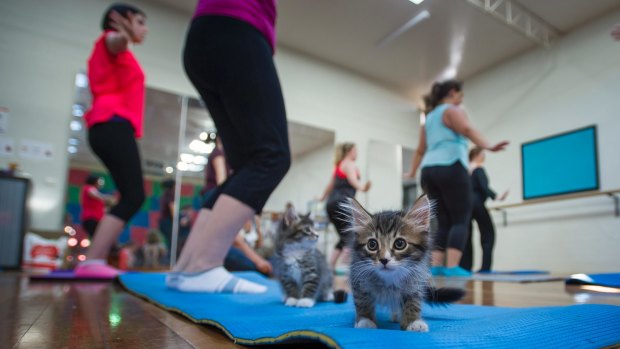 The first ever Canberra session of Cats on Mats yoga kicked off on Friday 20, 2017 in Macquarie. 