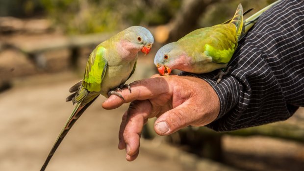 Enjoy close encounters with local wildlife at the Kyabram Fauna Park.