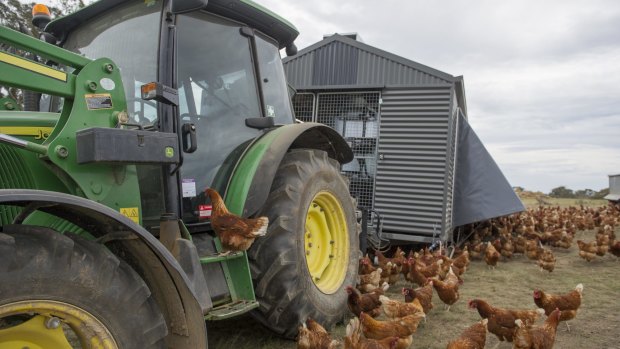 Long Paddock's mobile shed complete with flock is on the move near Bungendore.