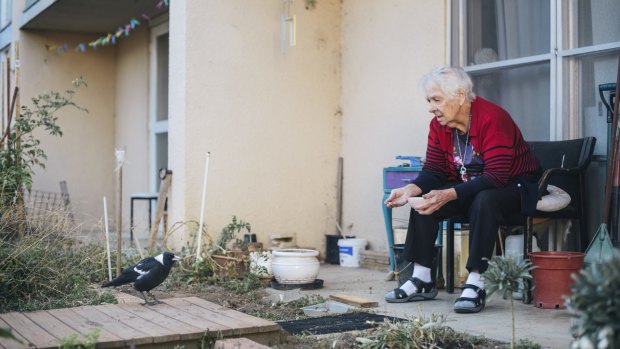Owen Flats resident, Laurel Dakin, feeds the magpies outside her public housing flat  which is expected to be bulldozed as part of the Northbourne corridor and light-rail plan. 