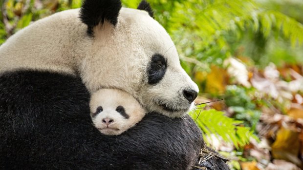 Pandas Ya Ya and Mei Mei in Born in China.