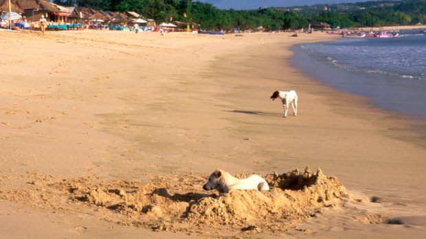 Dogs on the beach in Bali. Getting bitten by a dog in Asia is much more dangerous than in Australia. 