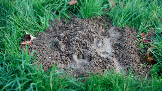 A clue?: The paw print of the animal in Montevrain.