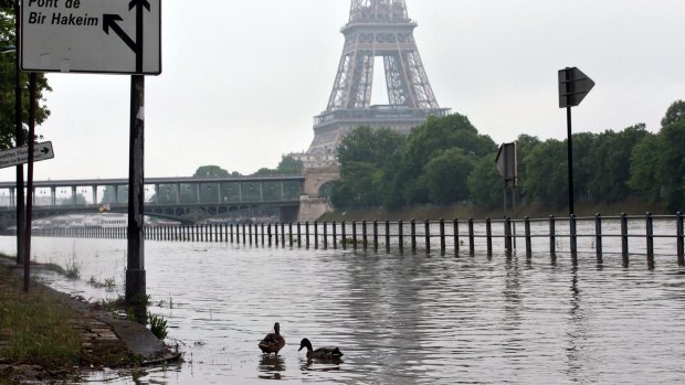 Ducks swim on the overflowing embankments in Paris on Wednesday.