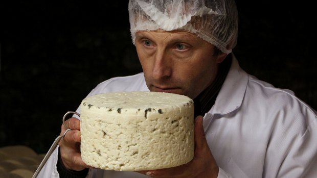 Say cheese: Bernard Roques checks a Roquefort cheese as it matures in a cellar in Roquefort, southwestern France. 