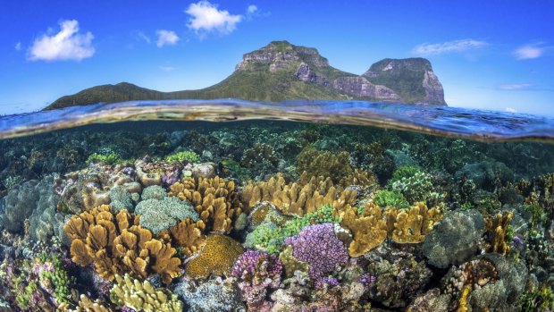 Coral gardens surrounding Lord Howe Island with views of Mount Lidgbird and Mount Gower. 