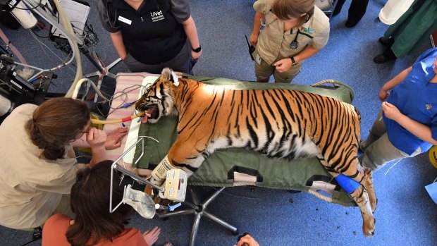 Melbourne Zoo's female tiger Binjai on the operating table after having her teeth checked and an anal gland removed. 
