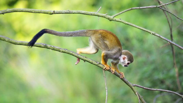 Common squirrel monkey (Saimiri sciureus) walking on a tree branch
