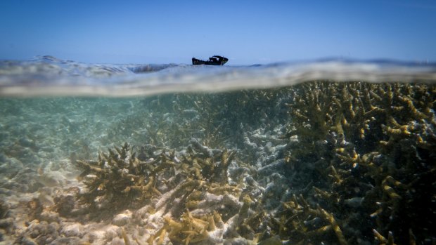 Bleached Coral at Heron Island.