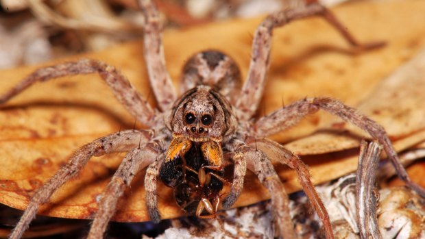 As a generalist predator, spiders, such as the Western Rough Wolf Spider, help limit the number of insects in your garden.