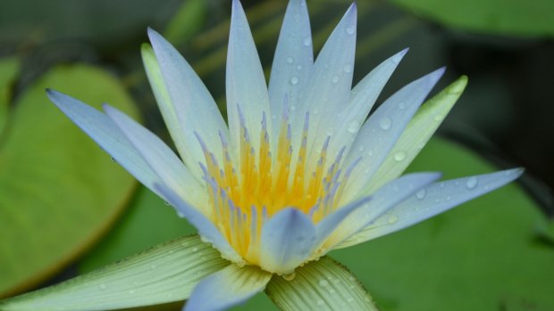 Most water lilies love plenty of sunlight.