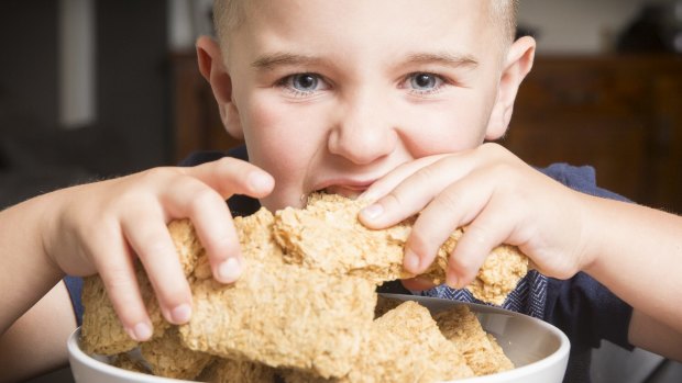 Kindergarten student Linkin Broers, 5, attempts to eat 20 Weetbix at his home in Gungahlin to raise money for SIDS and KIDS.
