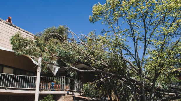 A tree toppled over onto a house in Farrer due to Wednesday's strong winds.
