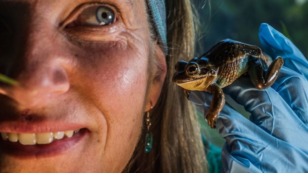 Anke Maria Hoefer, Frogwatch ACT and Region coordinator - inside her office with a rare green and golden bell frog - wants Canberrans to start listening to frogs in order to complete a census of what frogs live where in the ACT. 