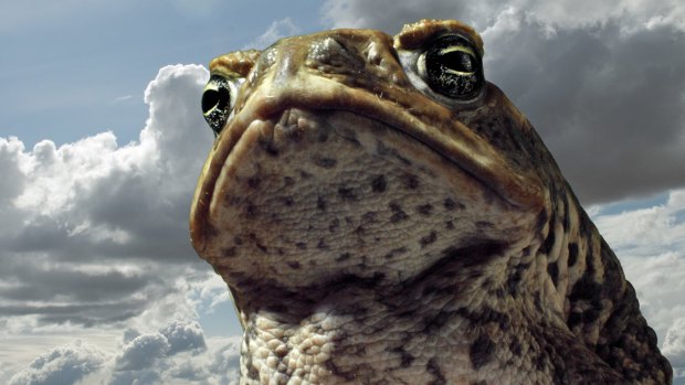 The cane toad has been a disastrous invasive species in Australia.