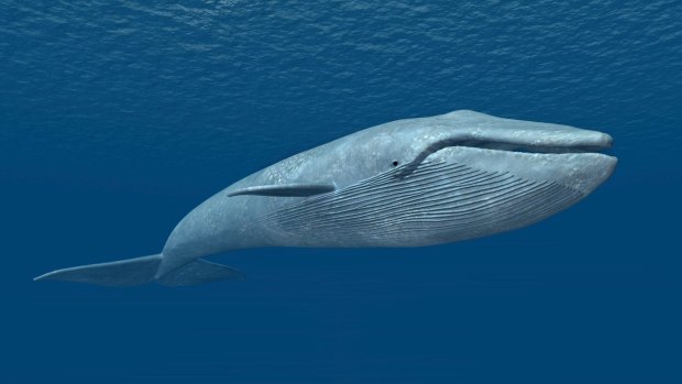 The blue whale is the largest animal to ever live on the planet.