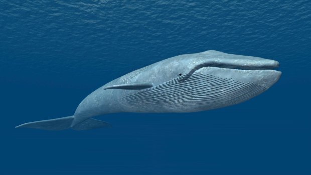 The blue whale is the largest animal to ever live on the planet.