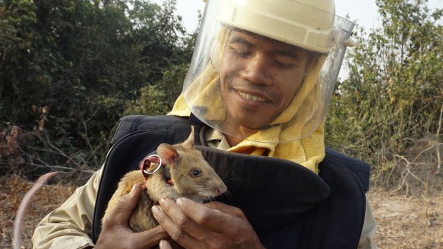 Cambodian team member Ok Chann plays with one of the rats after it scurried across a minefield, using its super sensitive nose to detect explosives, in Trach, Cambodia. 