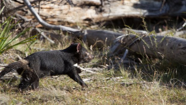A Tasmanian devil being released into the wild in 2015.