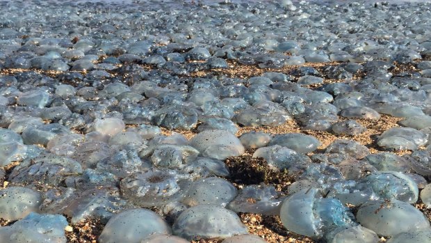 Thousands of jellyfish wash up onto the beach at Bells Beach on the Redcliffe Peninsula.