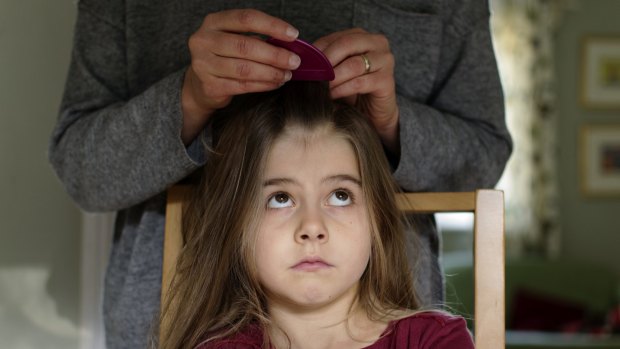 Not picky: Head lice along with bedbugs are becoming tough to exterminate. 
