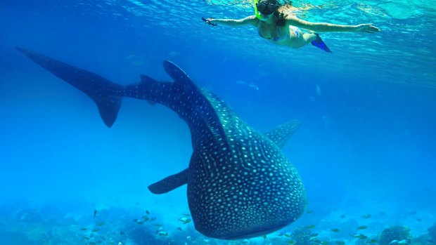 Snorkelling with a whale shark in the Philippines. Photo: Shutterstock