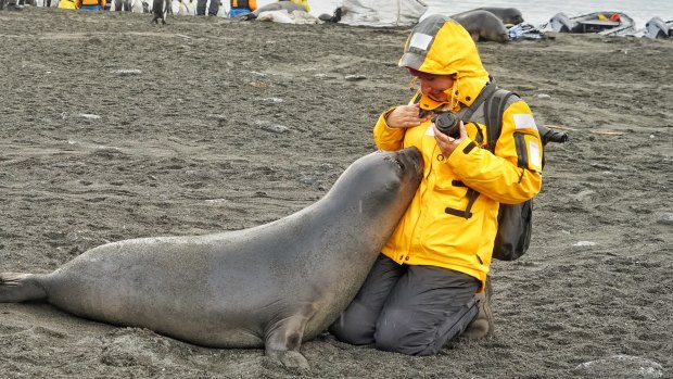 A weaner elephant seal - anywhere up to 180 kilograms at a month old and 44 kilograms at birth - rests its head in the author's lap.