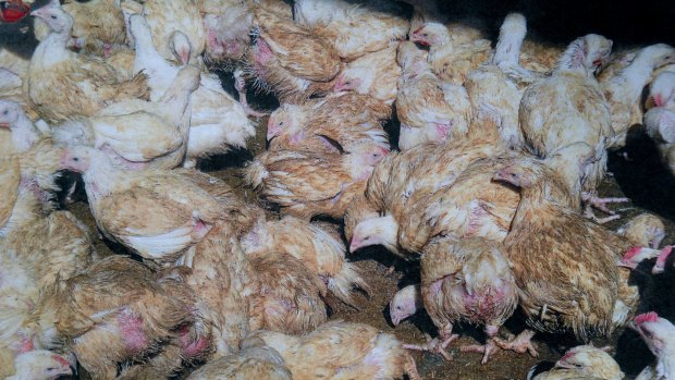 Pictures from the case against Chris and Gerry Apostolatos showed the chickens were in a distressed state at the brothers' farms.