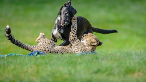 Cheetah cub Solo plays with his canine companion Zama.