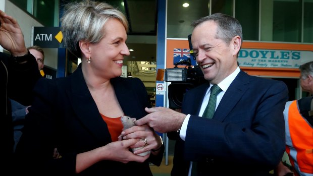 Tanya Plibersek with Labor leader Bill Shorten - and the rat left at their feet while campaigning.