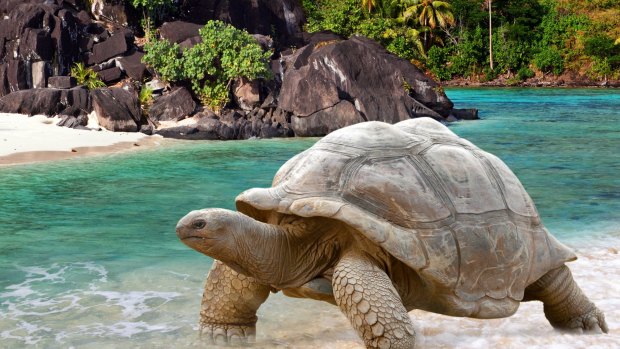 A Galapagos giant tortoise.