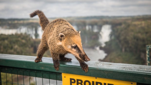 Coatis at Iguazu Falls.