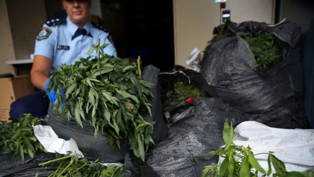 Police inspect and sort bags of cannabis plants that were found dumped in bush on Sydney's northern beaches.