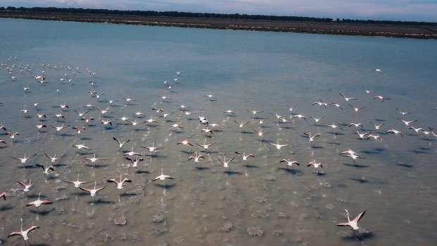 Humans getting their wings clipped during the coronavirus pandemic is allowing flamingos and other birds to flourish in a coastal lagoon by the Adriatic Sea. 
