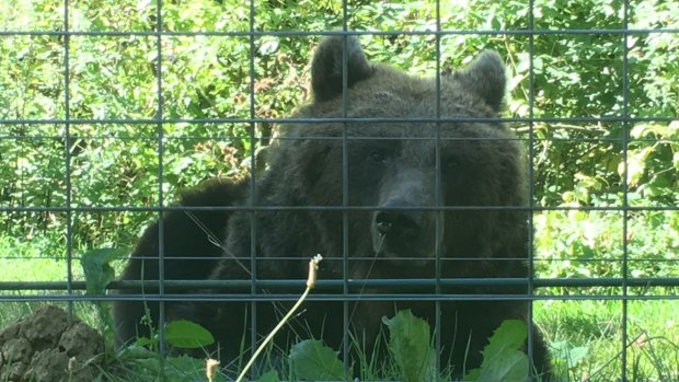 A bear in the Libearty sanctuary in Transylvania's Carpathian Mountains.