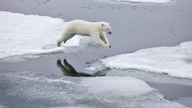 Polar bear in Norway.