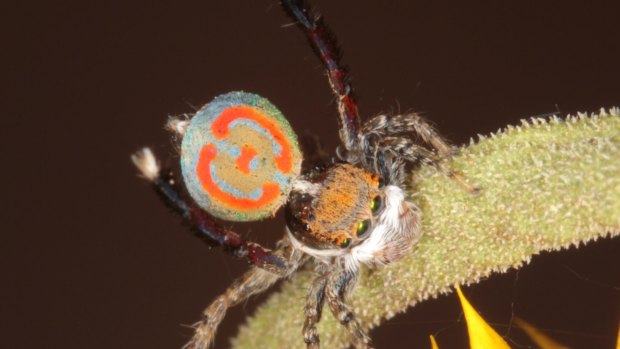 Maratus pavonis.