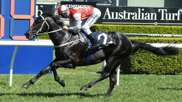 Eyes on the prize: Kuro is out to earn a run in the QTC Cup.