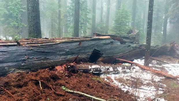 The Pioneer's Cabin Tree was felled in a storm on Sunday.